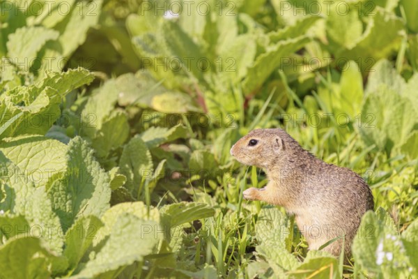 An adult European ground squirrel (Spermophilus citellus) or European souslik stands in a meadow