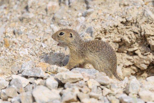 A young European ground squirrel (Spermophilus citellus) or European souslik stands on a gravel
