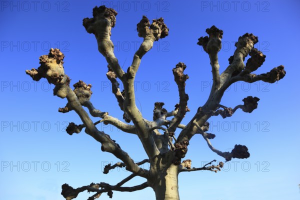 Pruning, pruned plane trees, here on the banks of the Main in Würzburg, Lower Franconia, Bavaria,