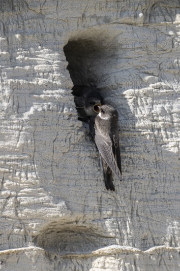 Sand martins (Riparia riparia), Emsland, Lower Saxony, Germany