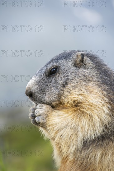 Alpine marmot (Marmota marmota) in autumn, Grossglockner, High Tauern National Park, Austria