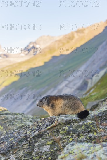 Alpine marmot (Marmota marmota) in autumn, Grossglockner, High Tauern National Park, Austria