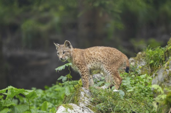 Eurasian lynx (Lynx lynx) youngster on a rock, Bavaria, Germany