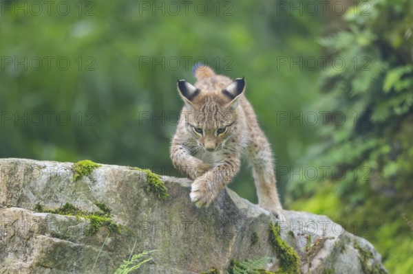 Eurasian lynx (Lynx lynx) youngster on a rock, Bavaria, Germany