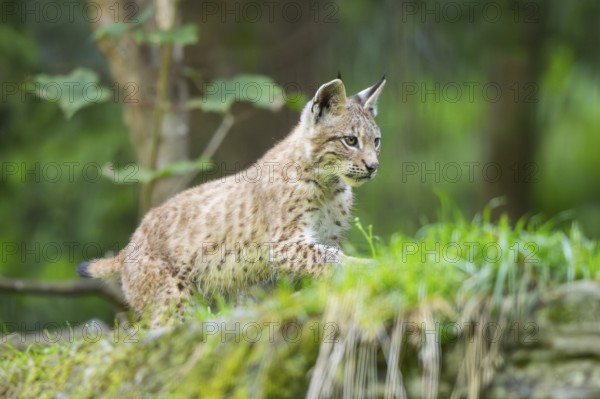 Eurasian lynx (Lynx lynx) youngster on a meadow, Bavaria, Germany