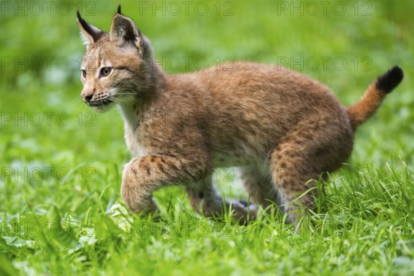 Eurasian lynx (Lynx lynx) youngster on a meadow, Bavaria, Germany