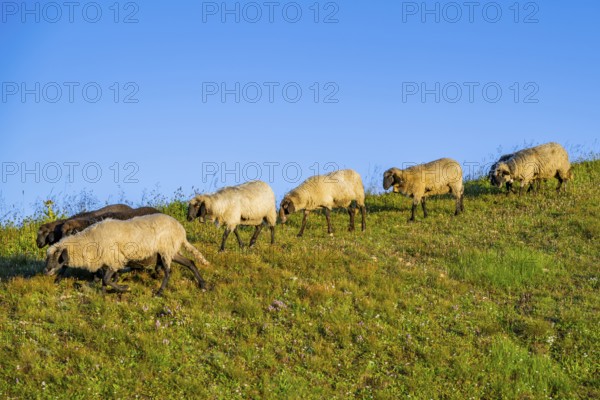Domestic sheep (Ovis orientalis aries) at sunrise in the Mountains at Hochalpenstraße, Pinzgau,