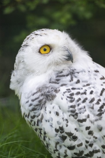 Snowy owl (Bubo scandiacus), portrait, Bavaria, Germany