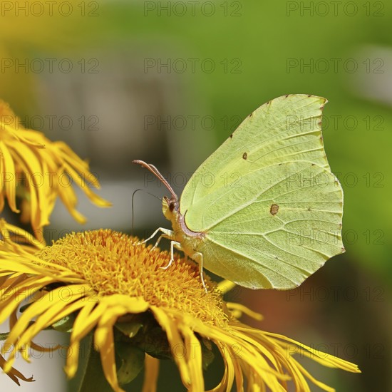 Lemon butterfly (Gonepteryx rhamny) on a yellow flower of a Great Telekie (Telekia speciosa), macro