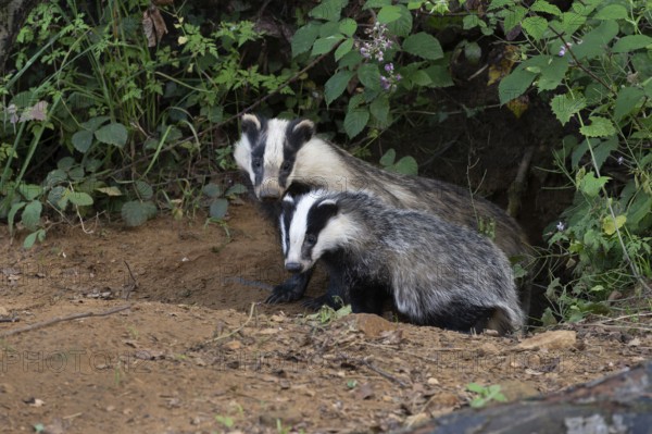 Badger (Merles merles) on a building site, Wittlich, Rhineland-Palatinate, Germany