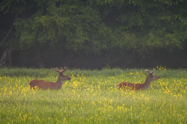 Red deer (Cervus elaphus), velvet antlers, field, meadow, light fog, Lower Austria