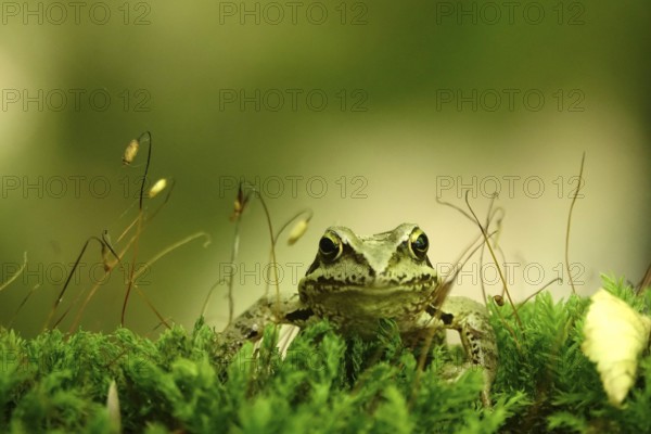 Grass frog (Rana temporaria), June, Saxony, Germany