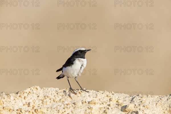 Black-backed Wheatear, Black-backed Wheatear, Basalt Wheatear, (Oenanthe lugens), Animals, Birds,