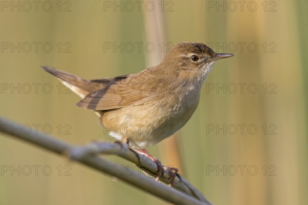 Reed warbler, (Locustella luscinioides), Locustelle luscinioïde, Animals, Birds, Songbirds, Family