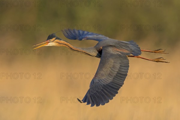 Purple Heron, (Ardea purpurea), animals, birds, heron family, flight photo, side view, Wagbach