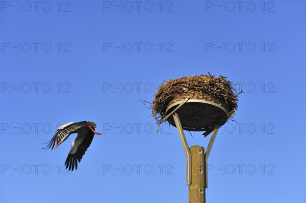 White stork (Ciconia ciconia) leaving its nest against blue sky, Kuhlrade, Mecklenburg-Western