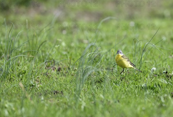 Yellow wagtail (Motacilla flava), in a meadow, Lower Rhine, North Rhine-Westphalia, Germany