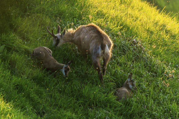 Chamois with two fawns on a steep meadow in the light of the setting sun, chamois, chamois,