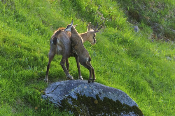 A chamois and her fawn standing on a moss-covered rock in a green meadow under sunshine, chamois,