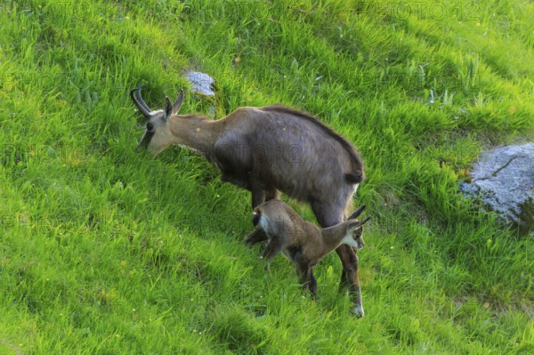 A chamois with its young in a meadow, chamois, chamois, (Rupicapra rupicaprae), wildlife, Vosges,