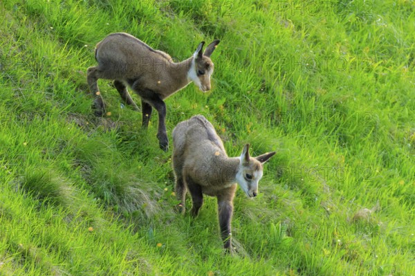 Two fawns standing on a green meadow, chamois, chamois, (Rupicapra rupicaprae), wildlife, Vosges,