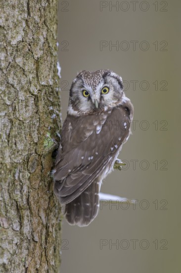 Great horned owl (Aegolius funereus), sitting close to a spruce trunk in winter, biosphere reserve,