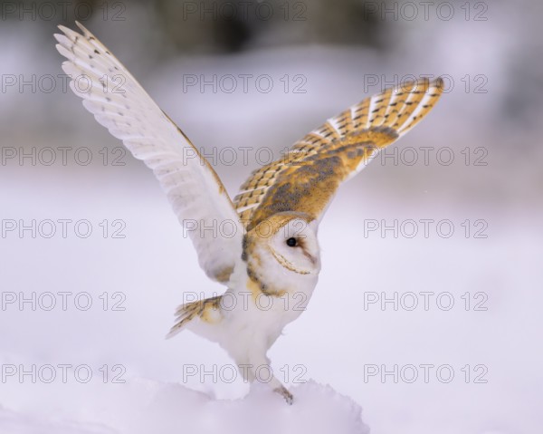 Barn owl (Tyto alba), landing on a small mound of snow in a winter landscape, biosphere reserve,