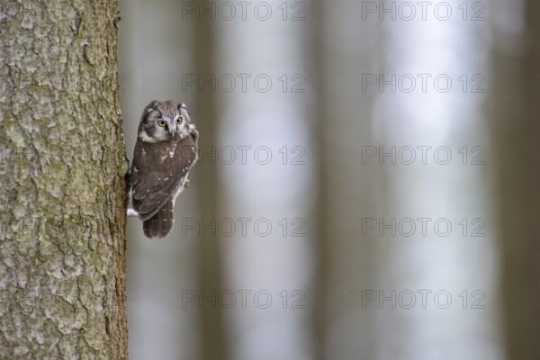 Great horned owl (Aegolius funereus), sitting close to a spruce trunk in a winter landscape,