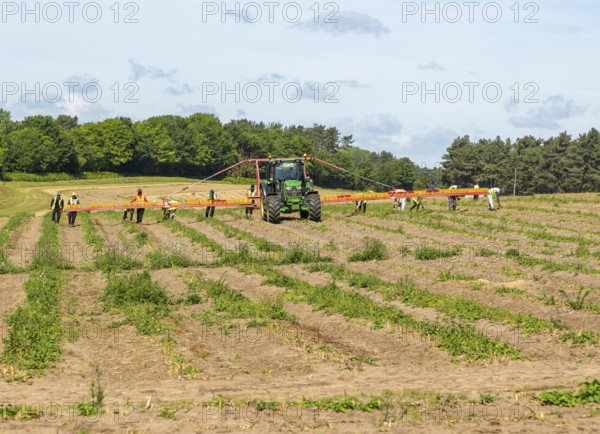Team of foreign workers harvesting asparagus crop loading onto boxes on tractor boom, Suffolk,