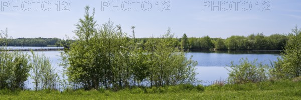 Shrubs on the shore of the Lippesee, reservoir, Sande, Paderborn, Westphalia, North