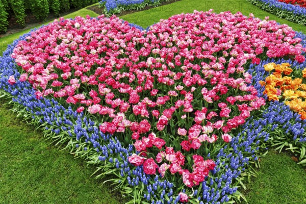 Heart, bed with tulips (Tulipa) and grape hyacinths (Muscari), view from above, Keukenhof Gardens,