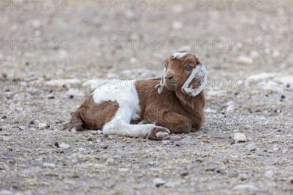 Newborn domesticated goat livestock raised for meat producion on a ranch in Sonora, Texas, USA