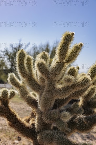 Closeup of a teddy bear cholla (Cylindropuntia bigelovii) cactus at the White Tank Mountain