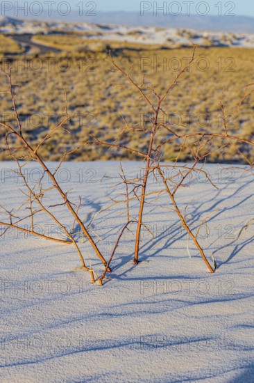 Gypsum dunefields at White Sands National Monument located within the Chihuahuan Desert and the