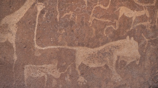 Detail, rock engraving of a lion, depictions of animals on a rock slab, lion slab, petroglyphs,