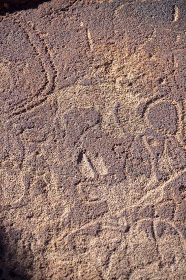 Detail, Depictions of animals on a rock slab, petroglyphs, rock engravings, Twyfelfontein, Kunene,