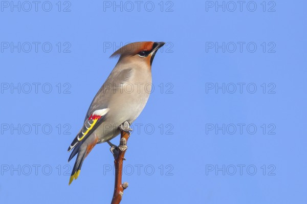 Waxwing (Bombycilla garrulus) sitting on a branch, wildlife, nature photography, migratory bird,