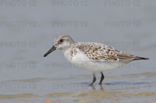 Sanderling (Calidris alba), standing in shallow water, wildlife, nature photography, wading bird,