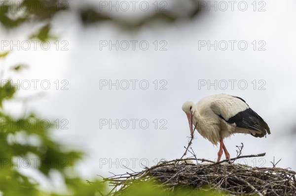 White stork (Ciconia ciconia) tending the eyrie, birds, Affenberg Salem, Linzgau,