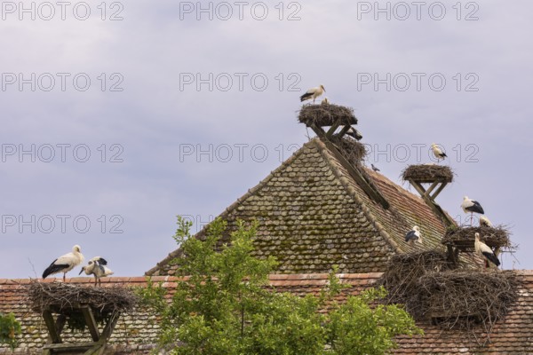 White stork (Ciconia ciconia), many stork nests on the roof of a house, birds, Affenberg Salem,