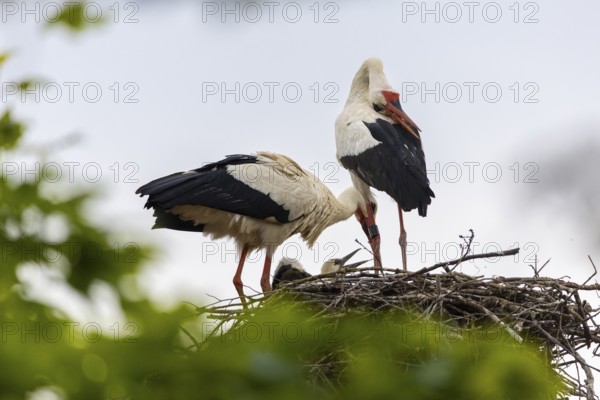 White stork (Ciconia ciconia) chattering, pair sitting in nest, birds, Affenberg Salem, Linzgau,