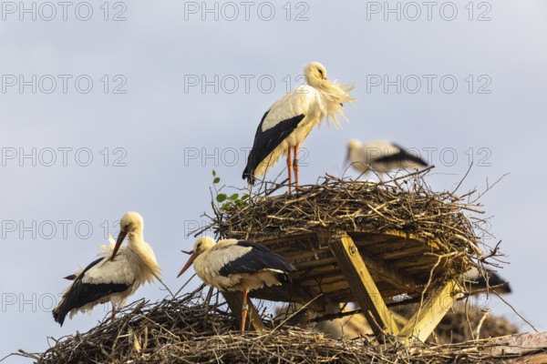 Group of white storks (Ciconia ciconia) on their nests, birds, Affenberg Salem, Linzgau,