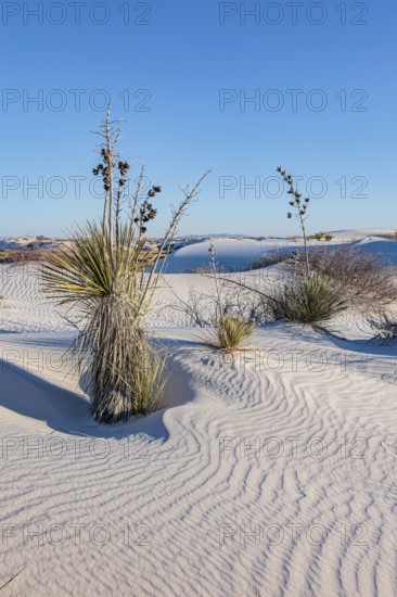Gypsum dunefields at White Sands National Monument located within the Chihuahuan Desert and the