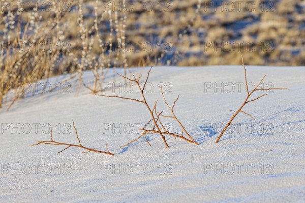 Gypsum dunefields at White Sands National Monument located within the Chihuahuan Desert and the