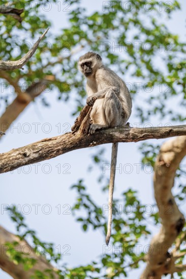 Southern vervet monkey (Chlorocebus pygerythrus) sitting on the branch of an acacia tree, Kruger