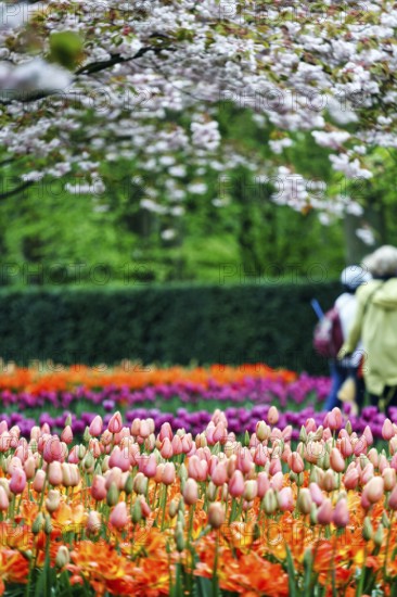 Different coloured tulips (Tulipa), colourful tulip bed, flowering fruit tree, Keukenhof gardens,