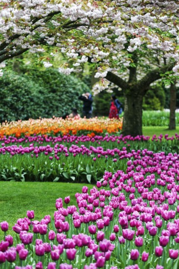 Different coloured tulips (Tulipa), colourful tulip beds, flowering fruit tree, Keukenhof gardens,