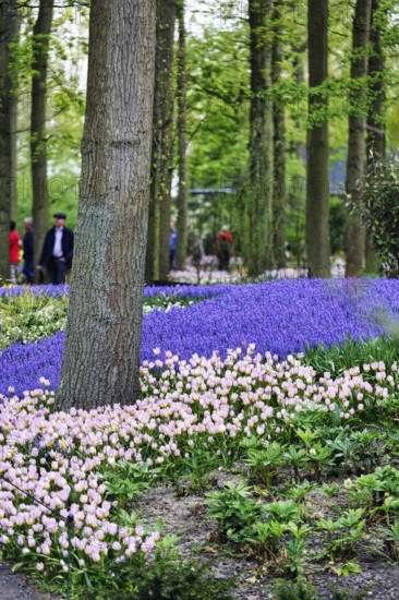 Pink tulips (Tulipa) and grape hyacinths (Muscari) in a flower bed, Keukenhof gardens, Lisse,