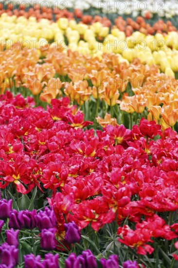 Different coloured tulips (Tulipa), colourful tulip bed, Keukenhof gardens, Lisse, Bollenstreek,