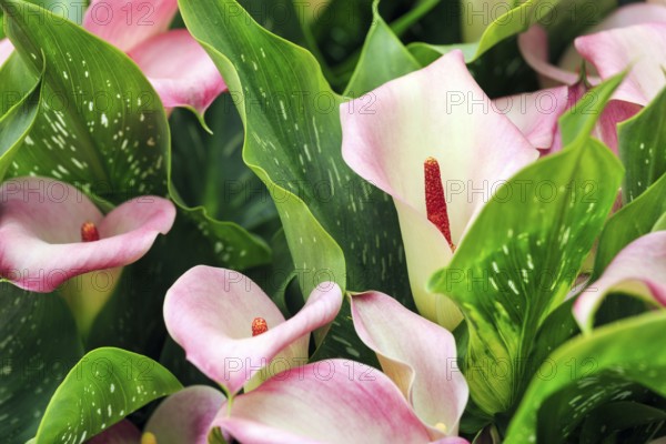 Calla, several flowers, close-up, Keukenhof gardens, Lisse, Bollenstreek, South Holland,